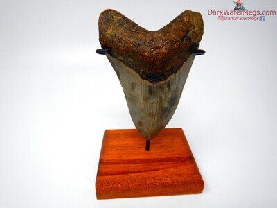 4.21" big megalodon tooth on stand