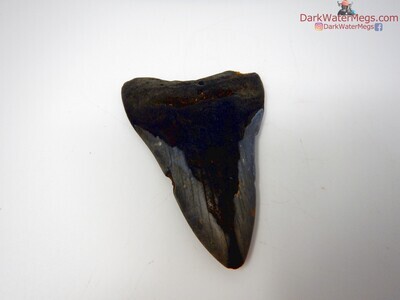 4.31" megalodon tooth