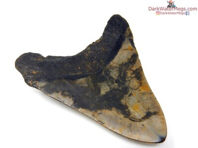 3.98" patterned blade megalodon tooth