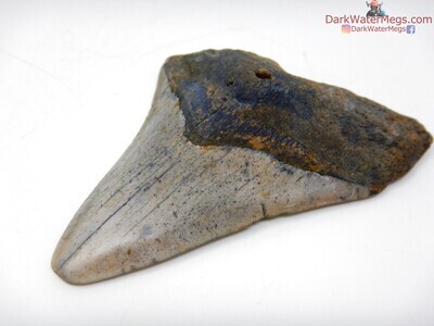 3.46" megalodon tooth