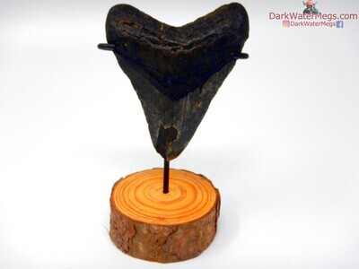 3.78" dark megalodon tooth on stand