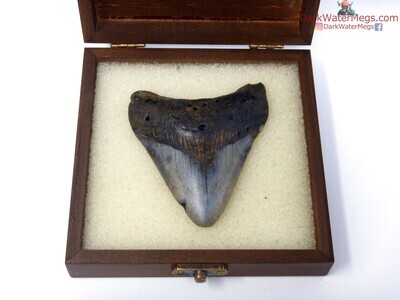 3.67" boxed megalodon tooth