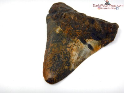 3.74" wildy patterned blade megalodon tooth
