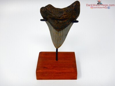 3.51" nice megalodon tooth on stand