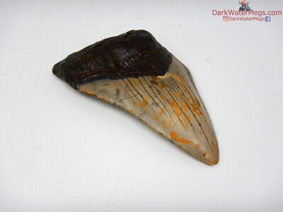 3.30" megalodon tooth