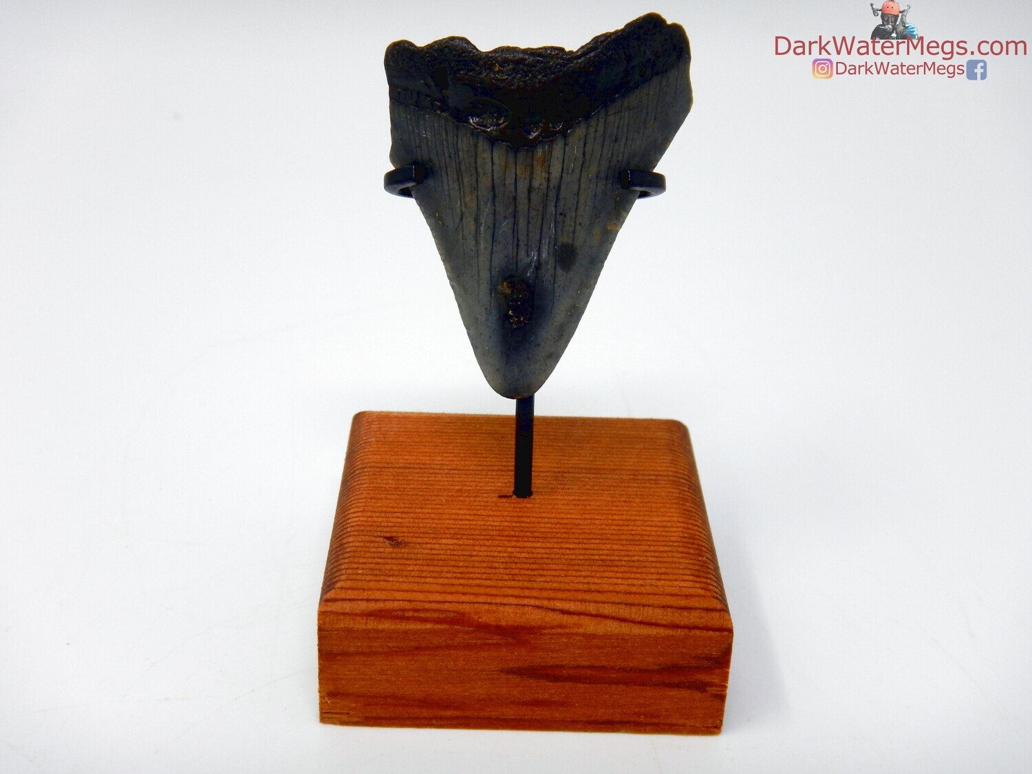 1.65&quot; dark megalodon with stand