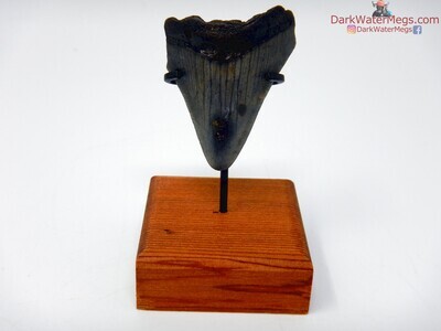 1.65" dark megalodon with stand