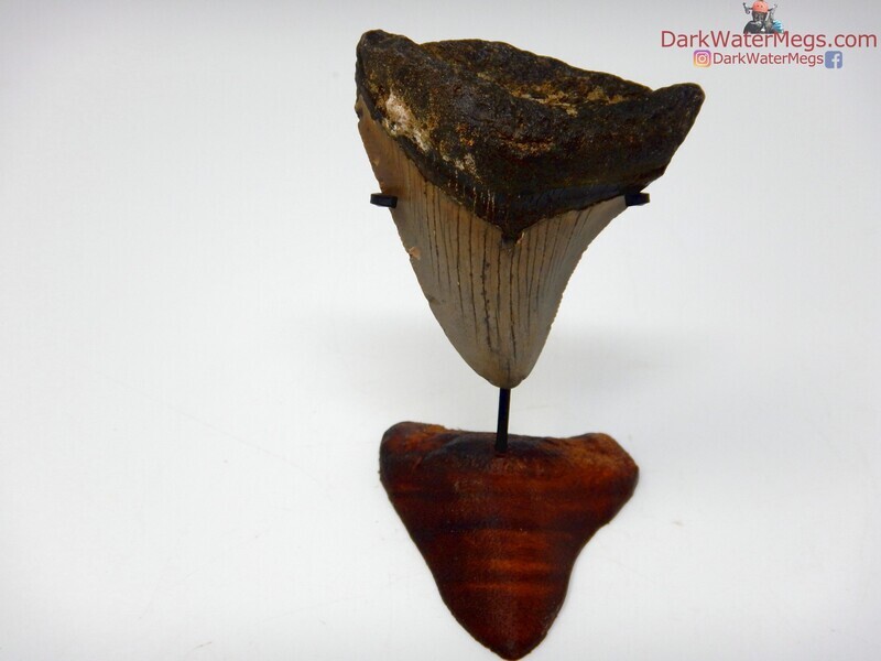 2.45"  small megalodon with stand