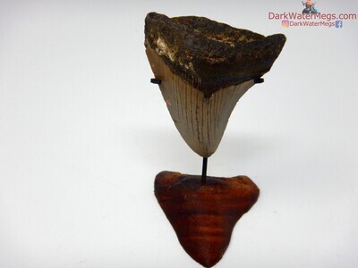 2.45" small megalodon with stand