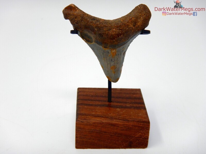 1.92"  baby megalodon with stand