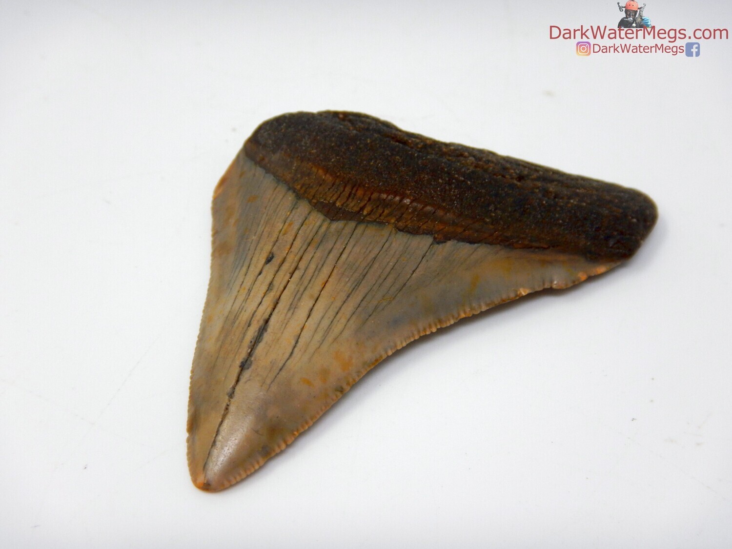 2.77&quot; megalodon in floating frame