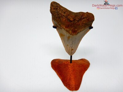 2.49" megalodon with carved stand