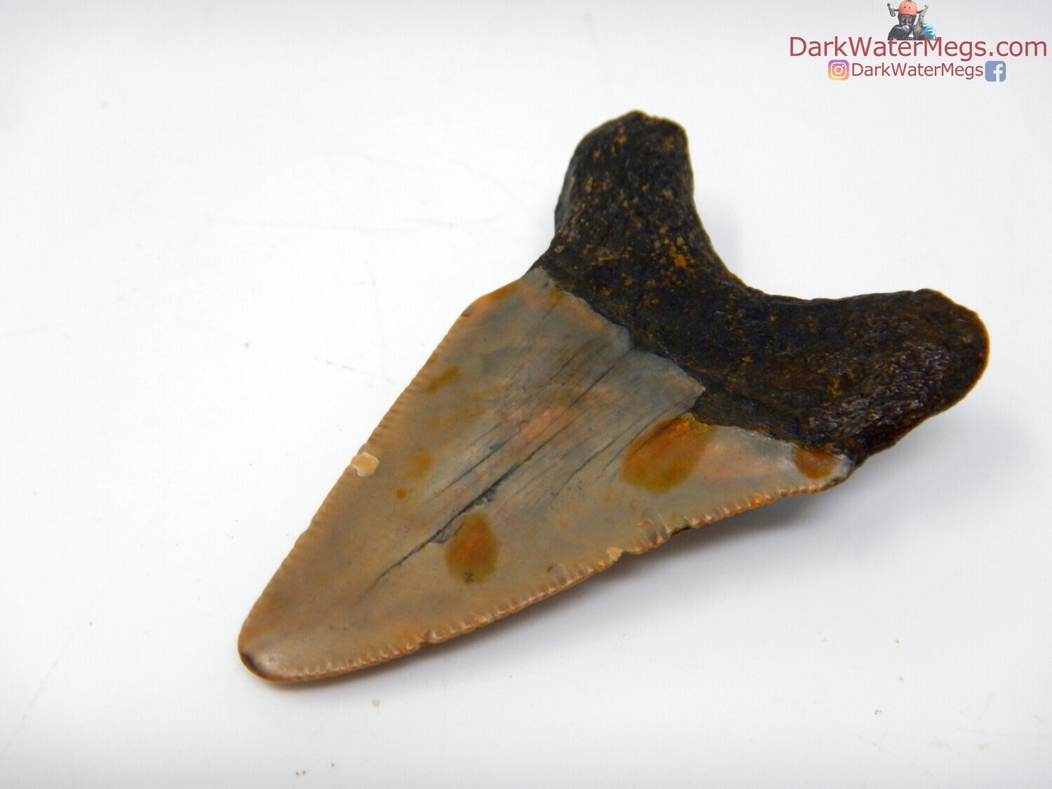 2.30&quot;  skinny megalodon