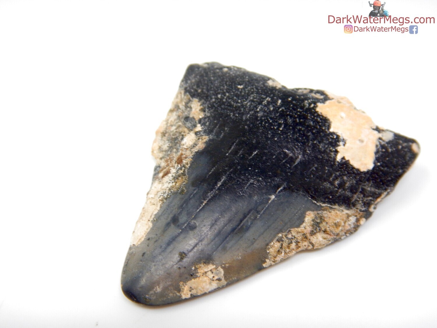 2.13&quot;  uncleaned megalodon