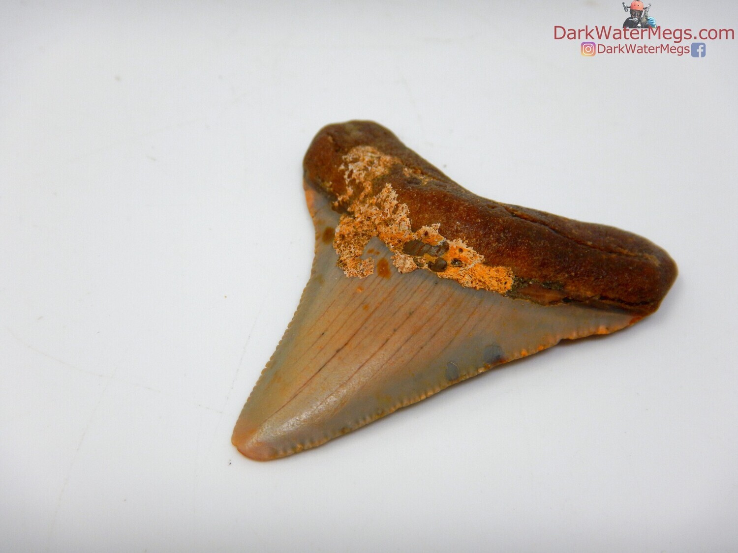 2.06&quot; beautiful juvenile megalodon