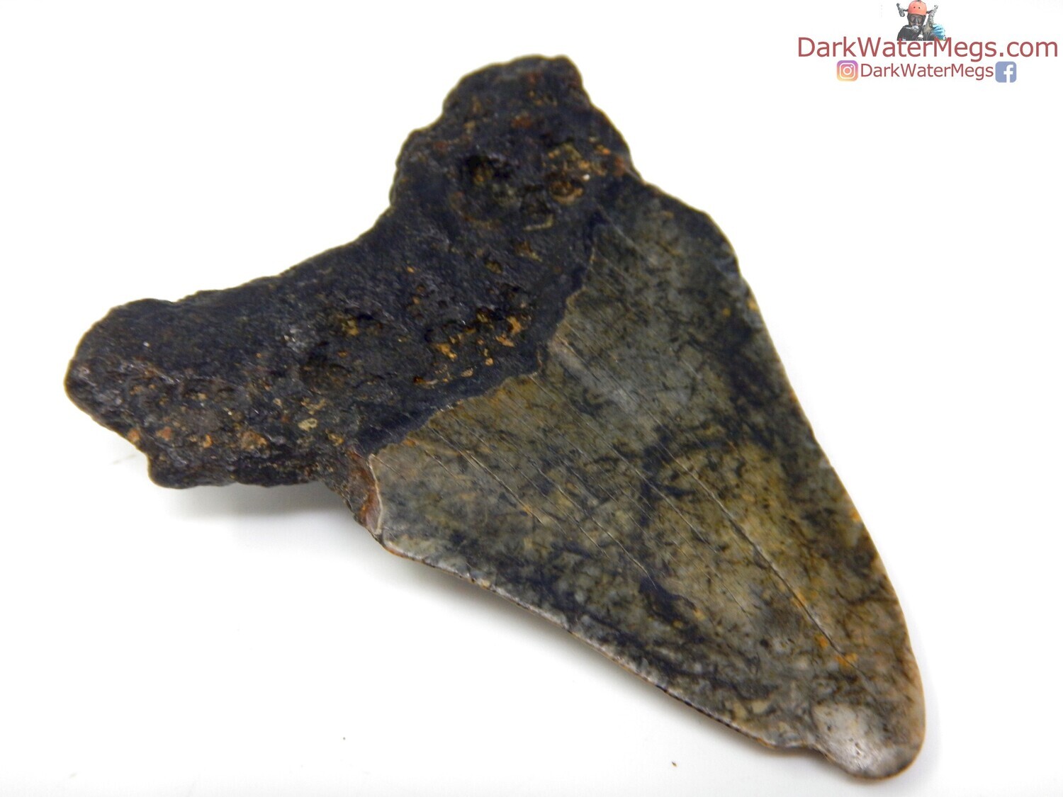 2.89&quot;  patterned megalodon