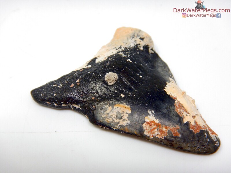 2.14"  uncleaned megalodon