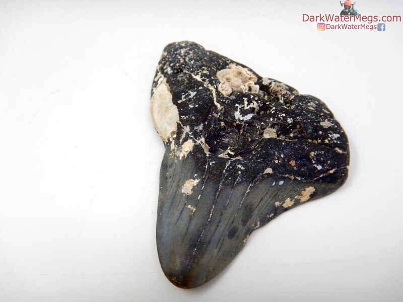 2.73&quot;  uncleaned megalodon