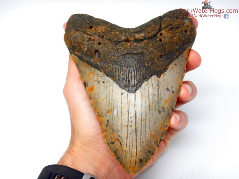 5.85&quot;  gigantic speckled megalodon
