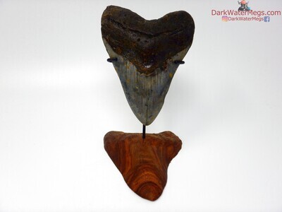 5.26" large megalodon on carved stand