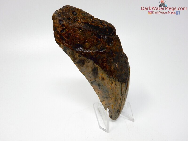 5.03&quot; megalodon with clear stand
