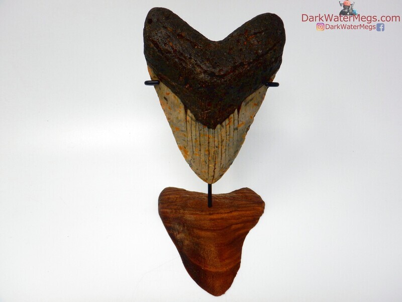 5.26&quot;  giant megalodon with carved stand