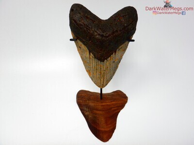 5.26" giant megalodon with carved stand