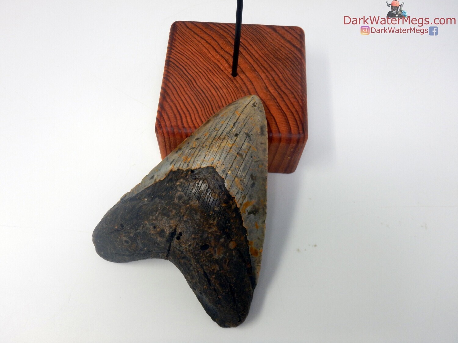 5.47 superb megalodon tooth on stand