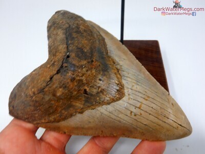 5.64 beautiful orange megalodon tooth on stand
