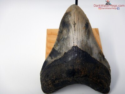5.02 stormy patterned megalodon tooth on stand