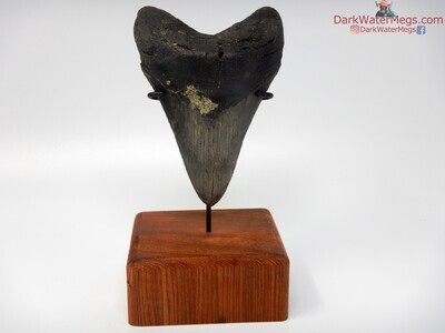 5.30 dagger of a lower megalodon tooth on stand