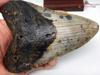 5.37 wildly patterend megalodon tooth on stand