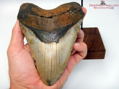 5.58 monster tricolor megalodon tooth on stand