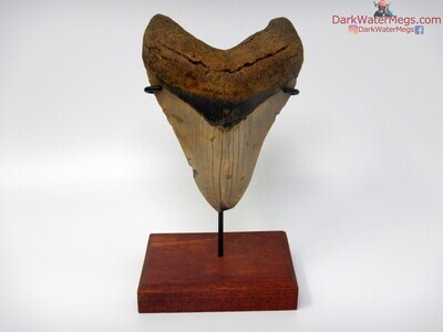 5.28 large triple color megalodon tooth on stand
