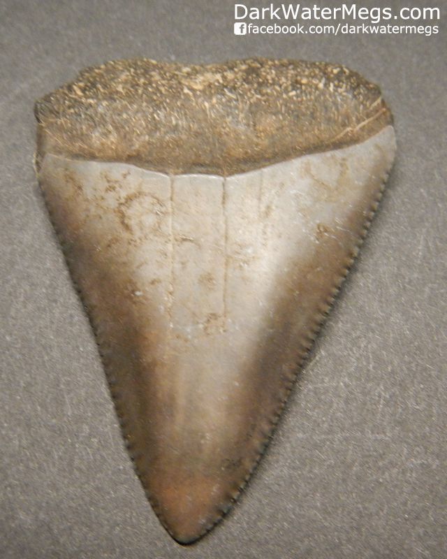 2.05" Brown Great White Fossil Tooth