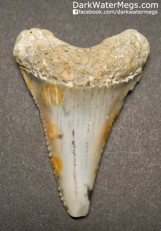 1.66" Serrated Great White Tooth Fossil