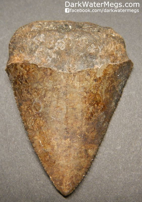 2.30" Sharp Great White Tooth Fossil