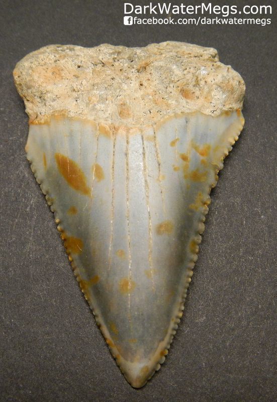 2.29" Multicolored Great White Shark Tooth