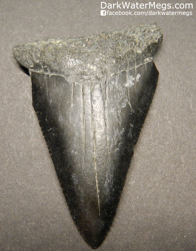 2.28" Shiny Black Great White Shark Tooth