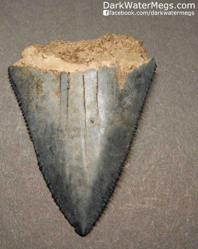 2.04" Large Great White Shark Tooth