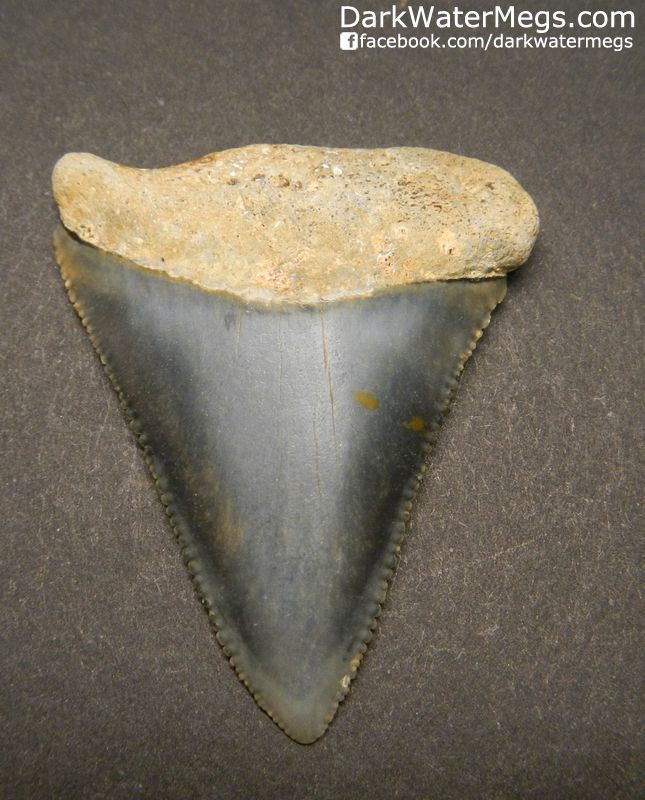 1.85" Large Great White Shark Tooth