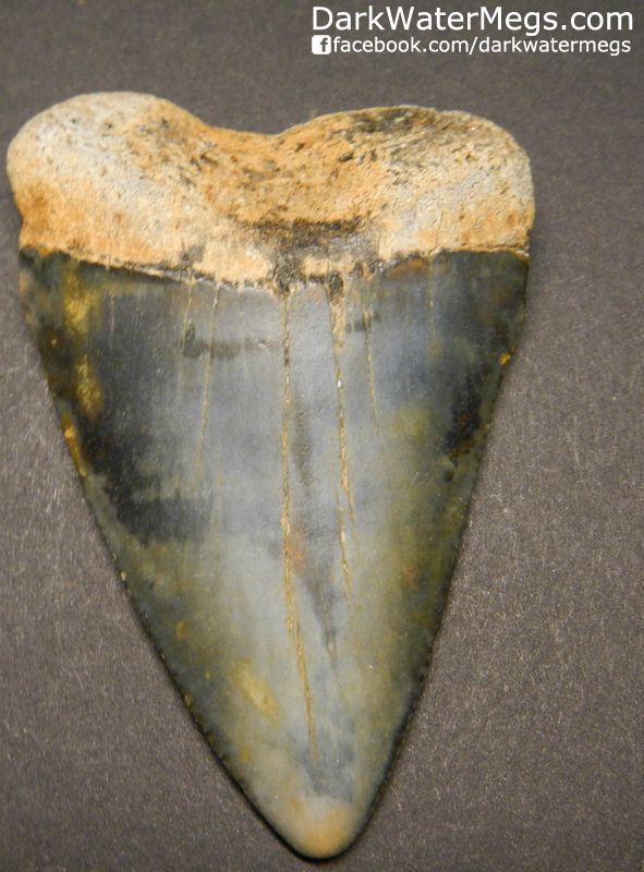 2.62" Giant Great White Shark Tooth