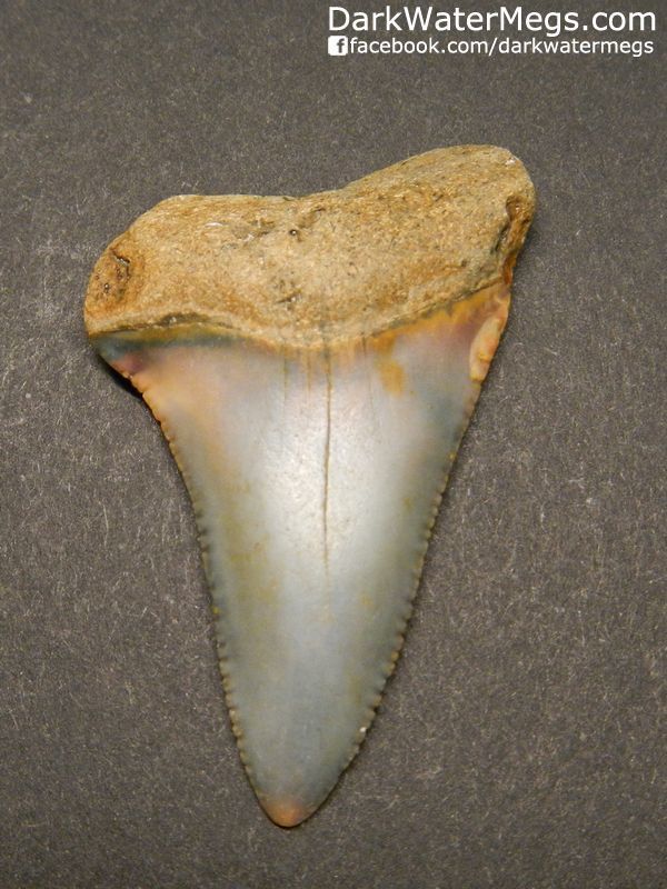 1.75" Giant Great White Shark Tooth