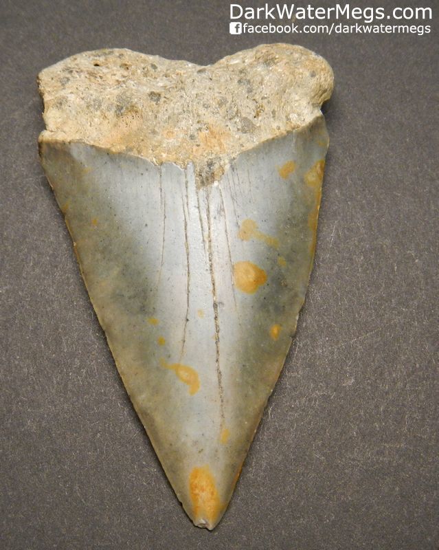 2.62" Giant Mako Fossil Tooth