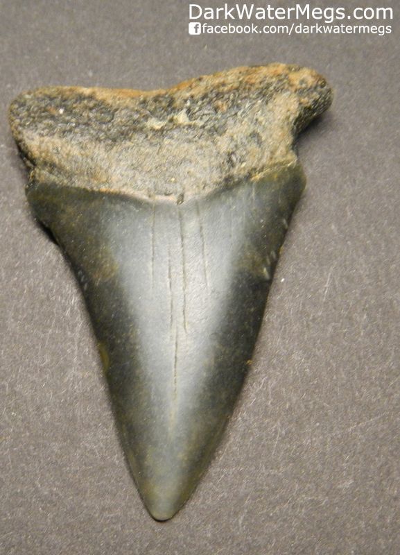 1.93" Fossil Mako Tooth