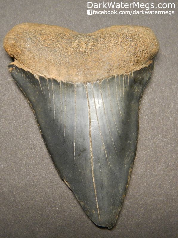 2.75" Fossil Mako Shark Tooth