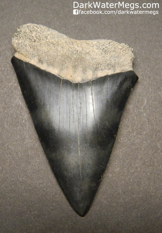 2.43" Fossil Mako Shark Tooth