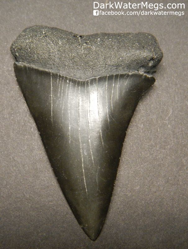 2.42" Jet Black Fossil Mako Shark Tooth