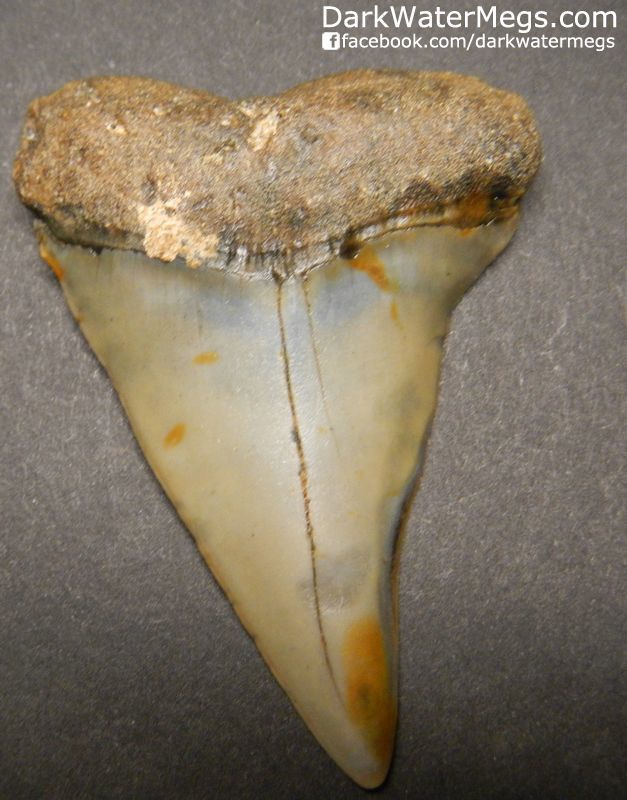 2.41" Fossil Mako Shark Tooth