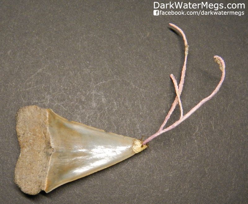 1.76" Mako Shark Tooth With Plant Growth